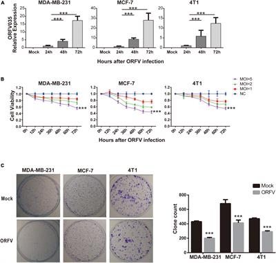 The Combined Use of Orf Virus and PAK4 Inhibitor Exerts Anti-tumor Effect in Breast Cancer